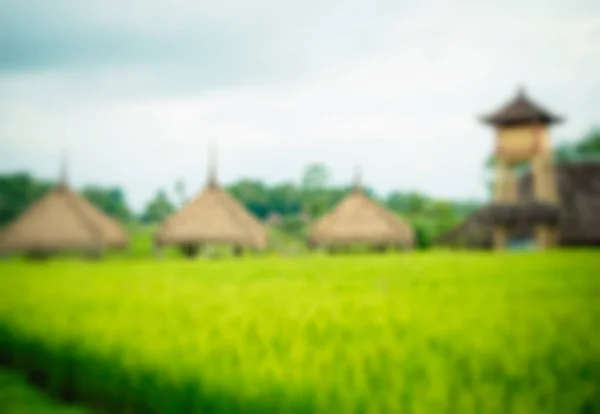 Reisfeld auf Bali Stockfoto