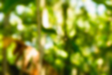 Ubud maymun orman Bali Endonezya Seyahat Tema arka plan bulanıklık