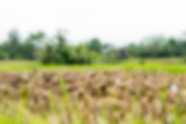 Bali Endonezya Seyahat tema bulanıklık arka plan