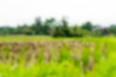 Bali Endonezya Seyahat tema bulanıklık arka plan