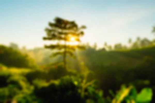 Sunrise over Bali jungle — Stock Photo, Image