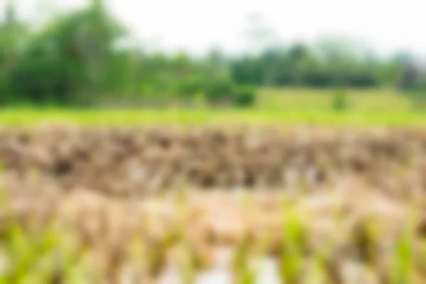 Bali Indonesia Travel theme blur background — Stock Photo, Image