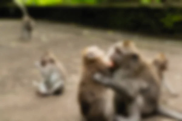 Ubud Monkey Forest Bali Indonesien resetemat oskärpa bakgrund — Stockfoto