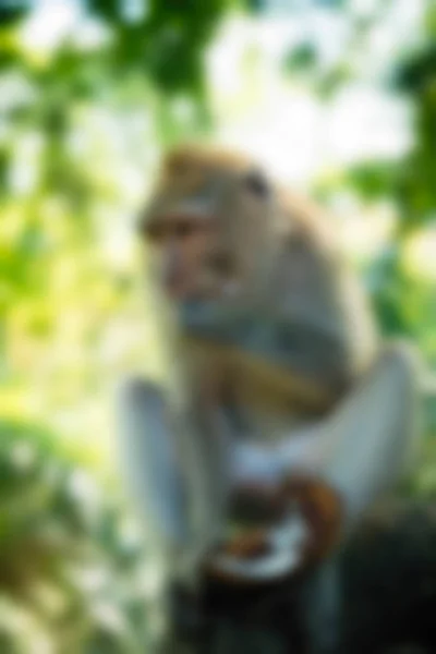 Bali Indonesien resor tema oskärpa bakgrund — Stockfoto