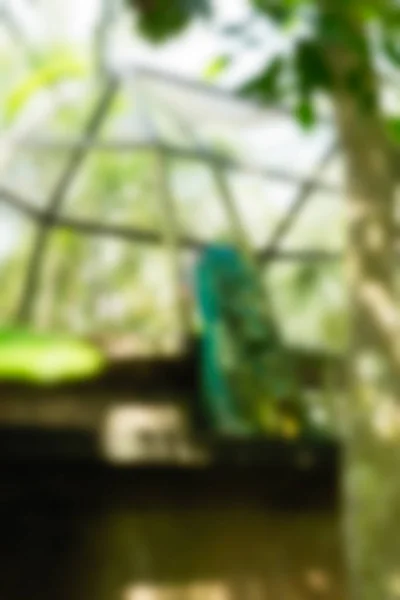 Vogel park Bali Indonesië reizen thema achtergrond wazig — Stockfoto
