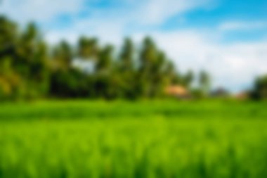 Ubud maymun orman Bali Endonezya Seyahat Tema arka plan bulanıklık