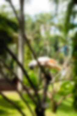 Kuş Parkı Bali Endonezya Seyahat Tema arka plan bulanıklık