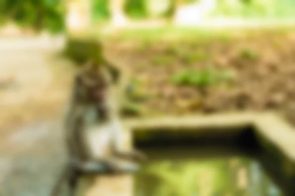 Ubud Monkey Forest Bali Indonézia utazási téma életlenítés háttér — Stock Fotó