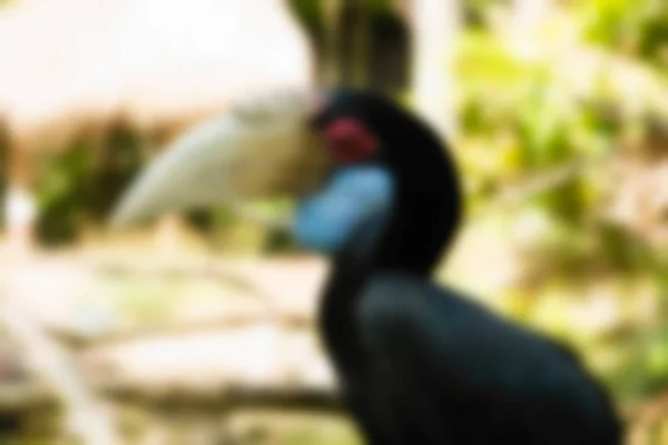 鸟园巴厘岛印度尼西亚旅游主题模糊背景 — 图库照片