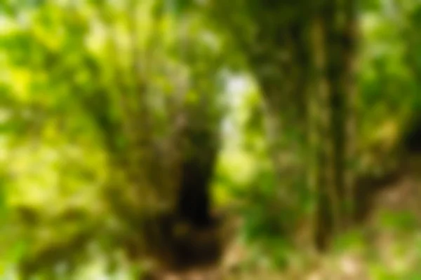 Ubud Monkey δάσος Μπαλί Ινδονησία ταξίδια θέμα θάμπωμα του φόντου — Φωτογραφία Αρχείου