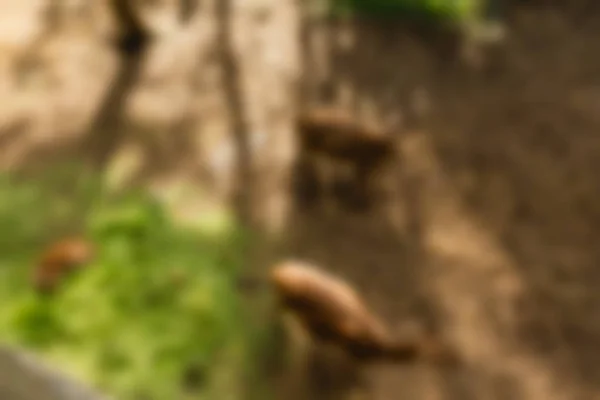 Ubud Monkey Forest Bali Indonésie cestování téma rozostření pozadí — Stock fotografie