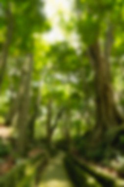 Bali Indonesia Travel theme blur background clipart