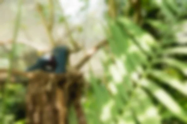 Bird park Bali Indonesia Travel theme blur background — Stock Photo, Image