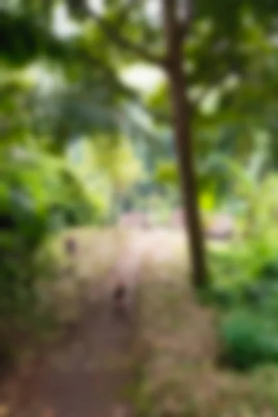 Bali Indonesia Travel theme blur background — Stock Photo, Image