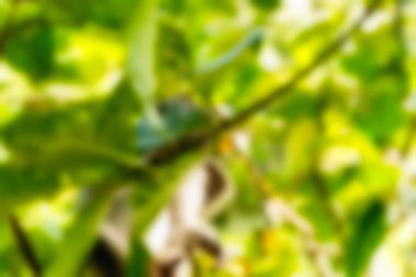 Bali Endonezya Seyahat tema bulanıklık arka plan