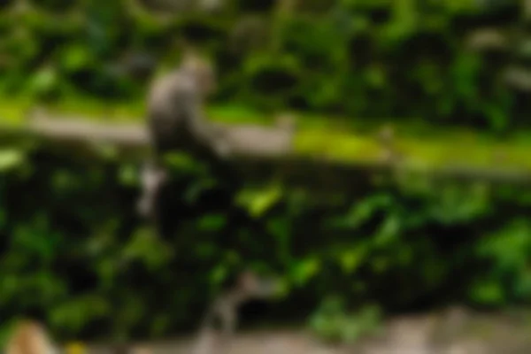 우 붓 원숭이 숲 발리 인도네시아 여행 테마 배경 흐림 — 스톡 사진