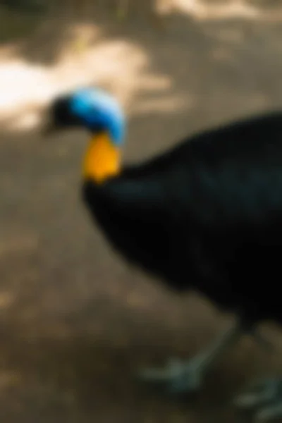 Parque de aves Bali Indonesia Viajes tema desenfoque fondo — Foto de Stock