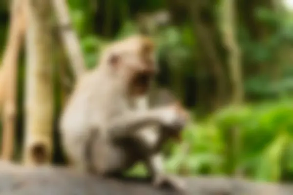 Hutan Kera Ubud Bali Indonesia Tema wisata ^ blur background — Stok Foto