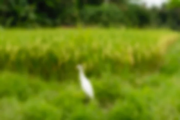 Bali Indonesia Viajes tema desenfoque fondo —  Fotos de Stock