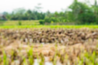 Çeltik Bali ördekler