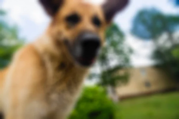 Exército russo tema borrão fundo — Fotografia de Stock