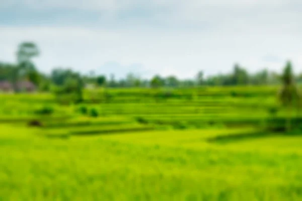 Campos de arroz en Bali —  Fotos de Stock