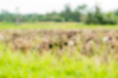 Bali Endonezya Seyahat tema bulanıklık arka plan