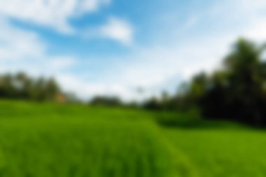 Ubud maymun orman Bali Endonezya Seyahat Tema arka plan bulanıklık