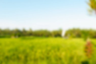 Bali Endonezya Seyahat tema bulanıklık arka plan