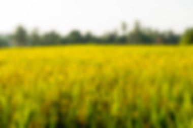 Bali Endonezya Seyahat tema bulanıklık arka plan