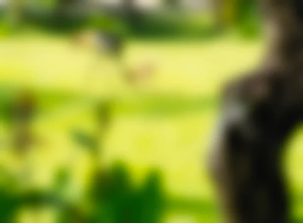 Bird park Bali Indonesia Travel theme blur background — Stock Photo, Image