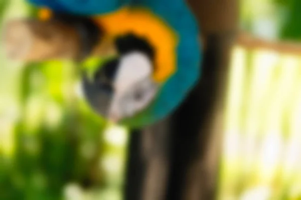 Птах парк Балі Індонезія подорожі тему розмиття фону — стокове фото