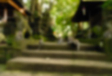 Ubud maymun orman Bali Endonezya Seyahat Tema arka plan bulanıklık