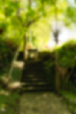 Ubud maymun orman Bali Endonezya Seyahat Tema arka plan bulanıklık