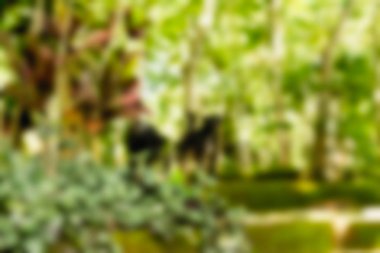 Ubud maymun orman Bali Endonezya Seyahat Tema arka plan bulanıklık