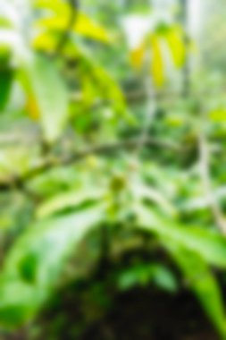 Bali Endonezya Seyahat tema bulanıklık arka plan