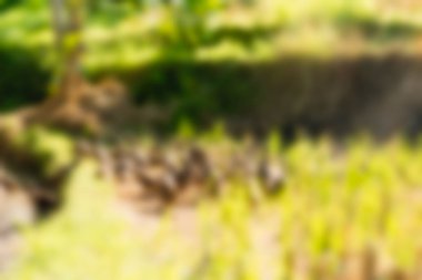 Bali Endonezya Seyahat tema bulanıklık arka plan