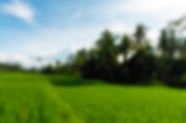 Ubud maymun orman Bali Endonezya Seyahat Tema arka plan bulanıklık