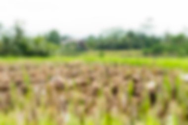 Bali Endonezya Seyahat tema bulanıklık arka plan