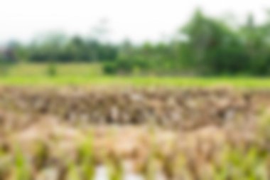 Bali Endonezya Seyahat tema bulanıklık arka plan