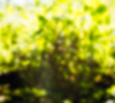 Ubud maymun orman Bali Endonezya Seyahat Tema arka plan bulanıklık