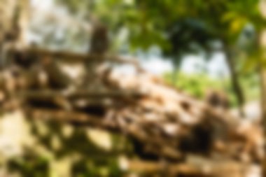 Ubud maymun orman Bali Endonezya Seyahat Tema arka plan bulanıklık