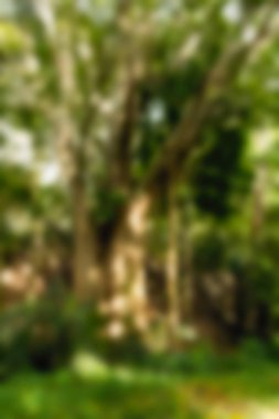 Ubud maymun orman Bali Endonezya Seyahat Tema arka plan bulanıklık