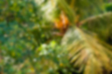 Bali Endonezya Seyahat tema bulanıklık arka plan