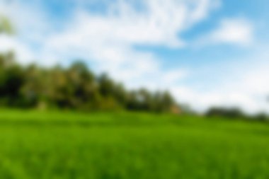 Ubud maymun orman Bali Endonezya Seyahat Tema arka plan bulanıklık