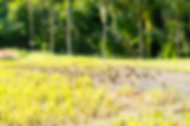 Bali Endonezya Seyahat tema bulanıklık arka plan