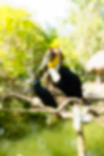 Θέμα: Μπαλί Ινδονησία ταξίδια πάρκο πουλιών θάμπωμα φόντου — Φωτογραφία Αρχείου