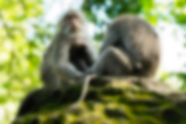 Ubud Monkey Forest Bali Indonesien resetemat oskärpa bakgrund — Stockfoto