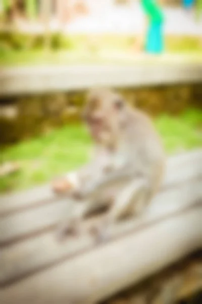 Ubud Monkey Forest Bali Indonesia Viajes tema desenfoque fondo — Foto de Stock