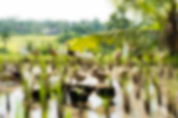 Bali Indonesia Travel theme blur background — Stock Photo, Image